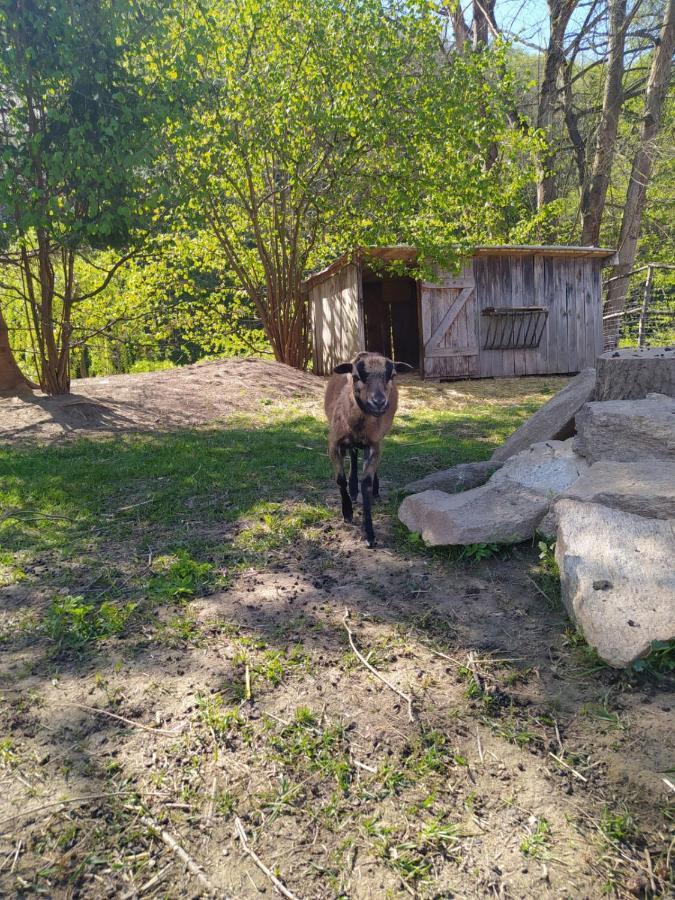 Penzion Kormorán Vranov nad Dyjí Exterior foto